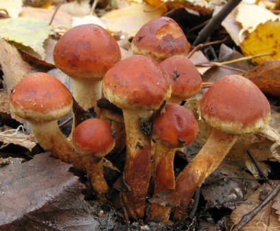  - Hypholoma lateritium (Hypholoma sublateritium)